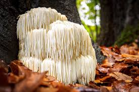 Lion’s Mane Mushroom: Neural Regenerator