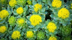 Rhodiola Rosea: Adaptogenic Stamina Fuel